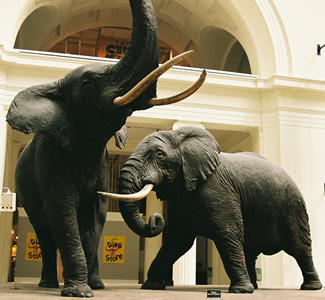 Elephants