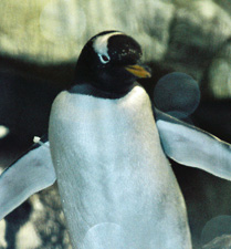 penguin